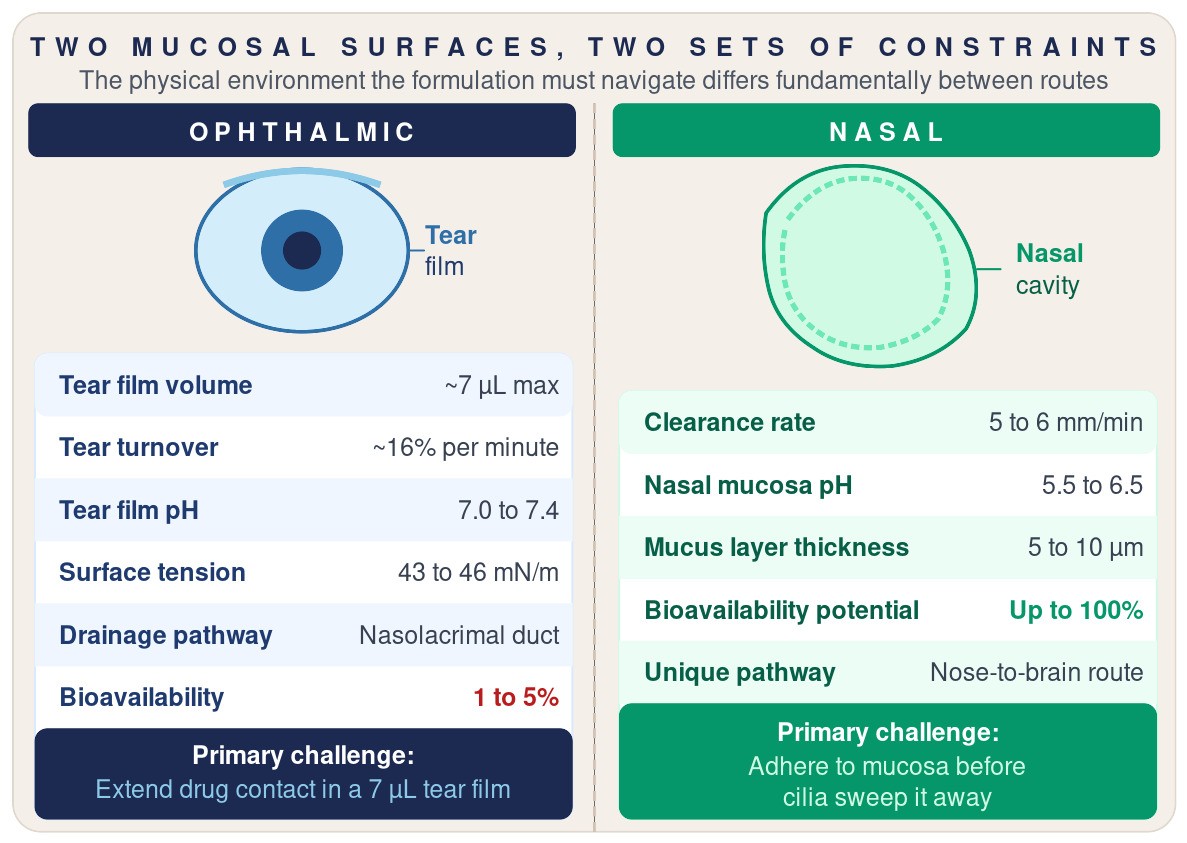 Side-by-side comparison of ophthalmic and nasal delivery constraints: tear film volume, turnover, pH, surface tension and 1 to 5 percent bioavailability versus nasal clearance rate, mucosa pH, mucus thickness and the nose-to-brain pathway