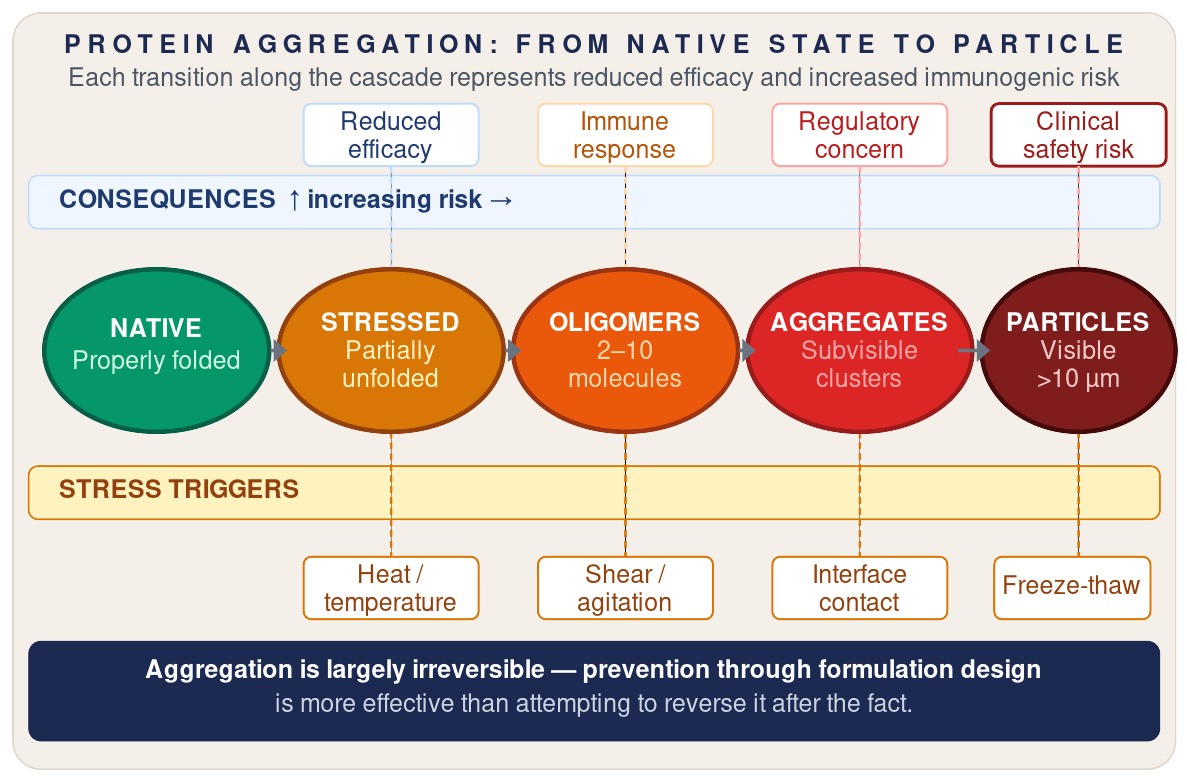 Aggregation cascade from native folded protein through stressed and partially unfolded states to oligomers, subvisible aggregates and visible particles, with heat, shear, interface contact and freeze-thaw as the stress triggers at each transition