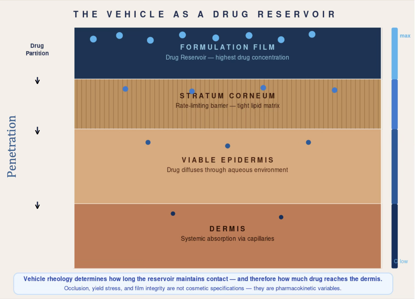 Cross-section of drug partitioning from the formulation film through the stratum corneum as rate-limiting barrier, into the viable epidermis, and down to the dermis for systemic absorption, with vehicle rheology determining how long the reservoir maintains contact